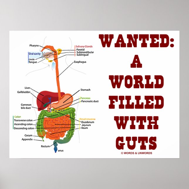 Wanted: A World Filled With Guts (Anatomical Guts) Poster (Front)