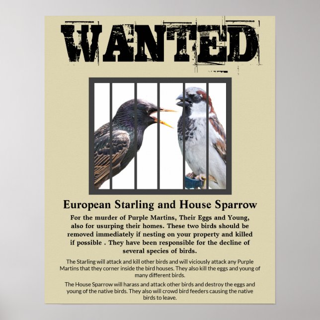 Wanted  Starling and House Sparrow Poster (Front)