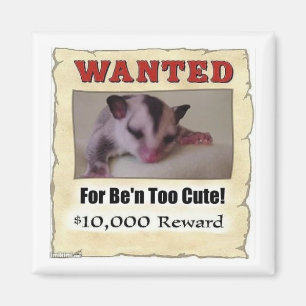wanted sugar glider magnet