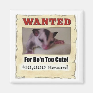 wanted sugar glider magnet