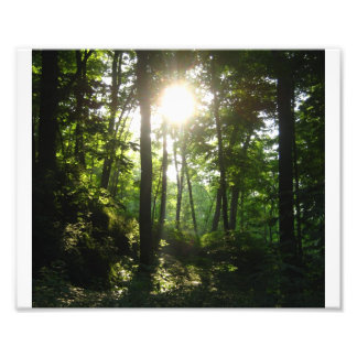 Wapsipinicon Forest Photo Print