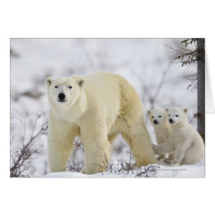 Wapusk National Park, Canada.