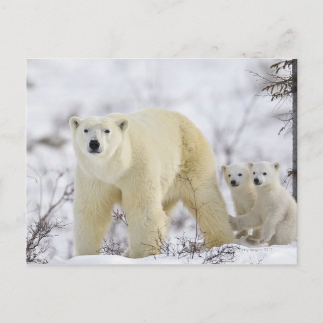 Wapusk National Park, Canada. Postcard (Front)