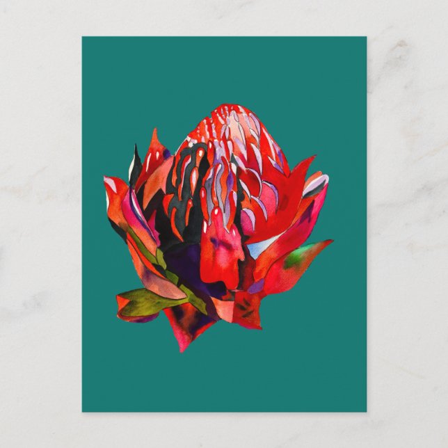 Waratah Australian native flower watercolor Postcard (Front)