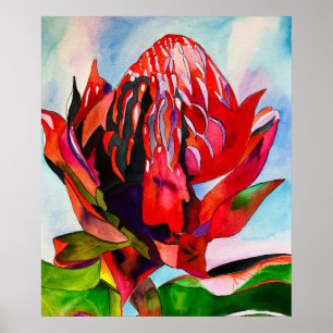Waratah Australian native flower watercolor Poster