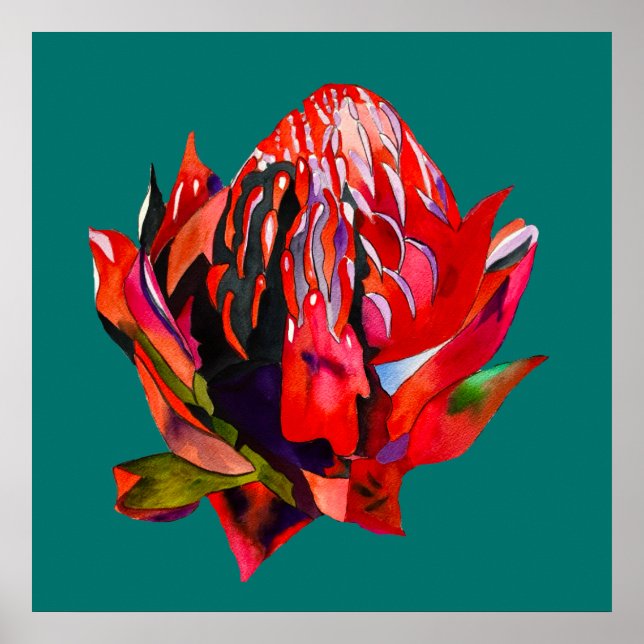 Waratah Australian native flower watercolor Poster (Front)