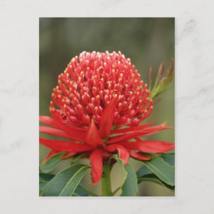 Waratah in bloom, Australia flowers Postcard