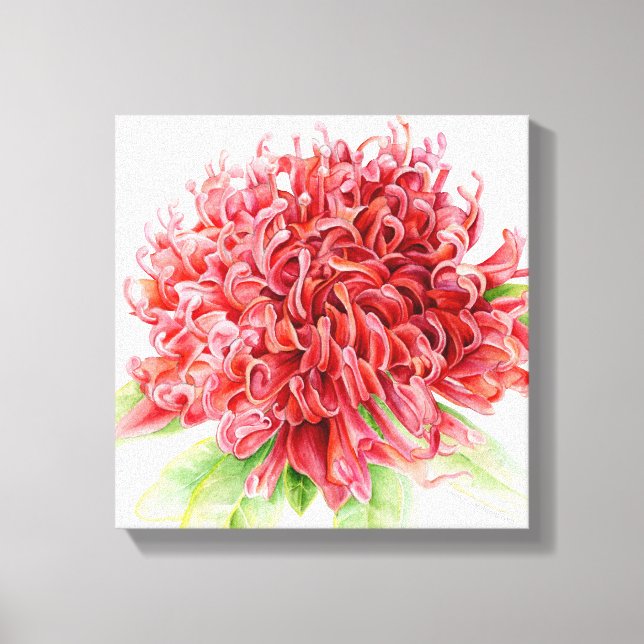Waratah red flower botanica art canvas print (Front)