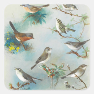 Warbler and Wrens, Square Sticker