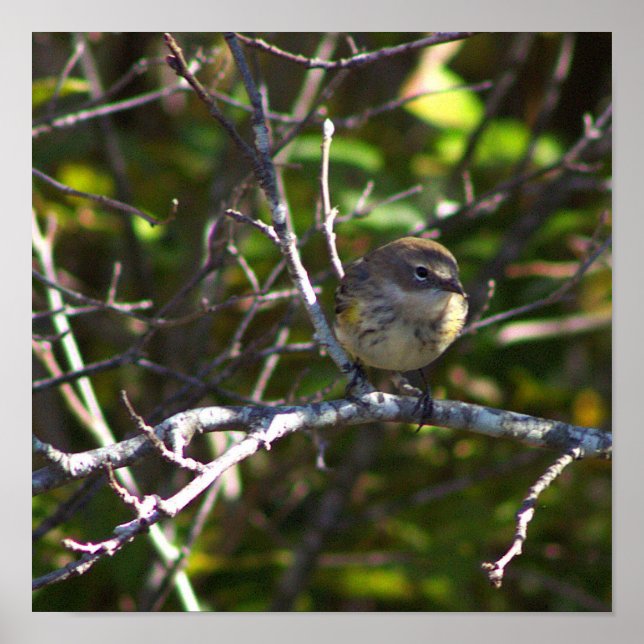 Warbler Bird Photo Poster (Devant)