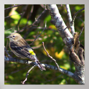 Warbler Bird Photo Poster