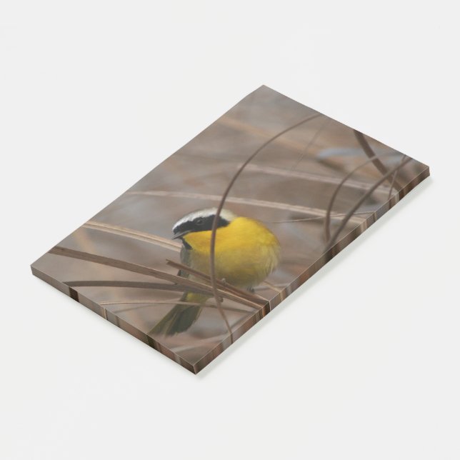 Warbler Bird Wildlife Photography Post It Notes (Angled)