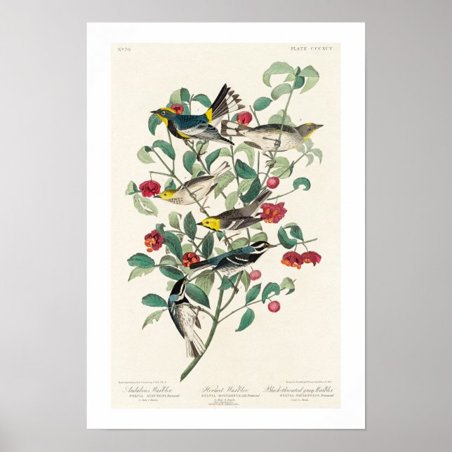 Warbler by Audubon Poster (Front)