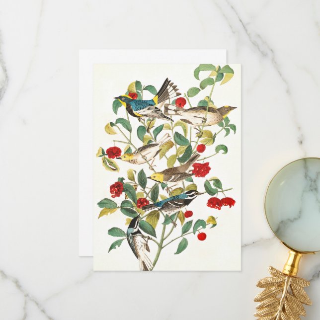 Warbler by John James Audubon Thank You Card (Front/Back In Situ)