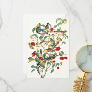 Warbler by John James Audubon Thank You Card