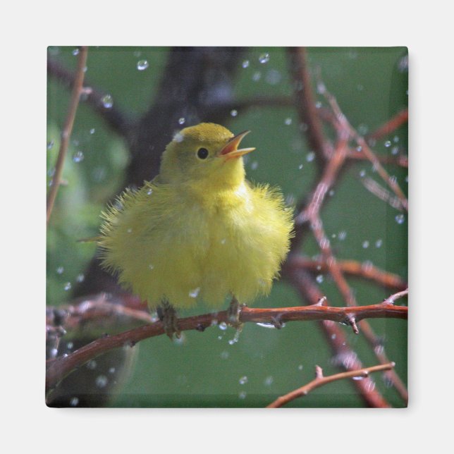 Warbler Magnet (Front)