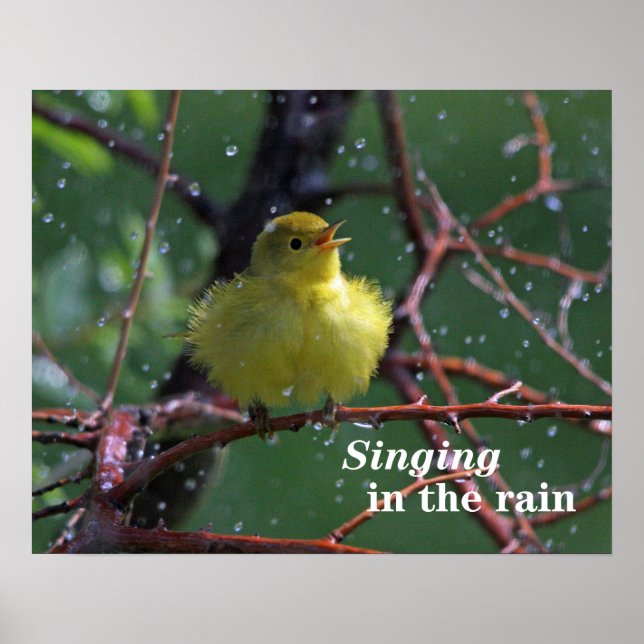 Warbler Poster (Front)