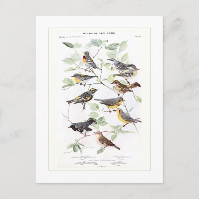 Warblers Postcard (Front)