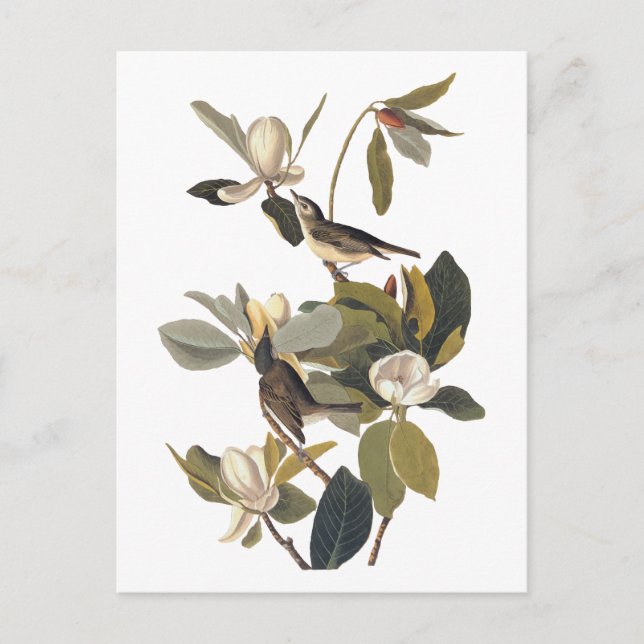 Warbling Flycatcher Kingbirds Vintage Audubon art Postcard (Front)