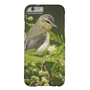 Warbling Vireo (Vireo gilvus) foraging on South Barely There iPhone 6 Case