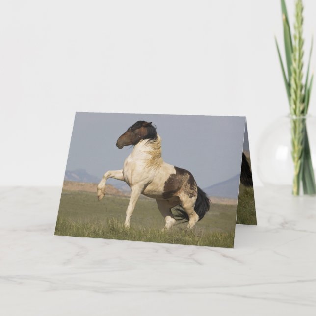 Warbonnet's Challenge Wild Horse Greeting Card (Front)
