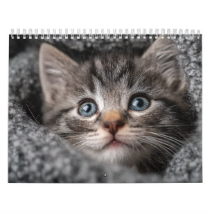 Warm Aesthetic Animal   Cozy Cat Photography Wall Calendar