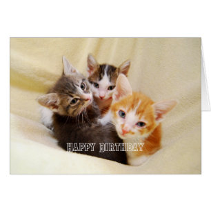 Warm and Fuzzy Kitten Trio Happy Birthday