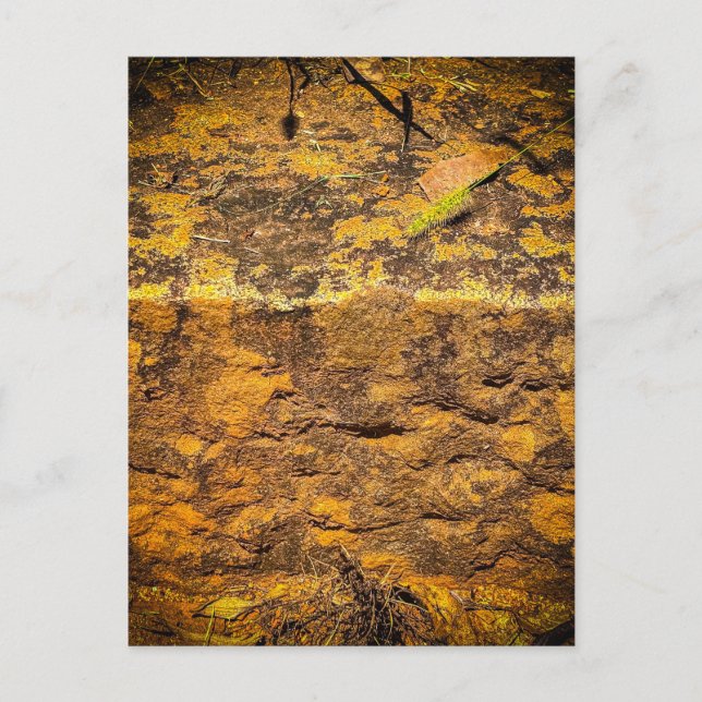 Warm Mossy Rock Texture Postcard (Front)