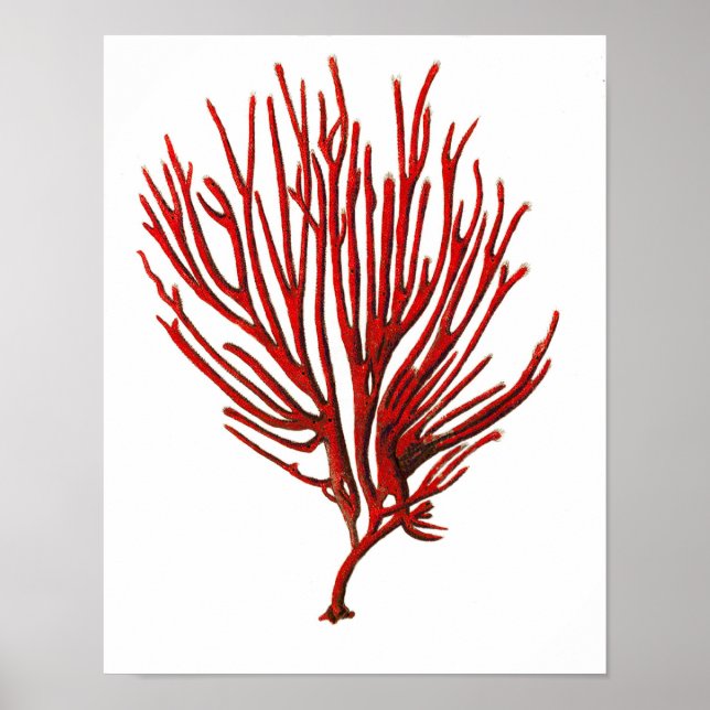 Warm Red Sea Coral no.12 Beach Wall Art Print (Front)