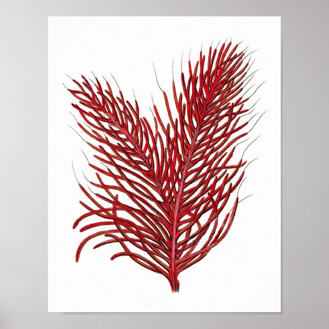 Warm Red Sea Coral no.8 Beach Wall Art Print (Front)