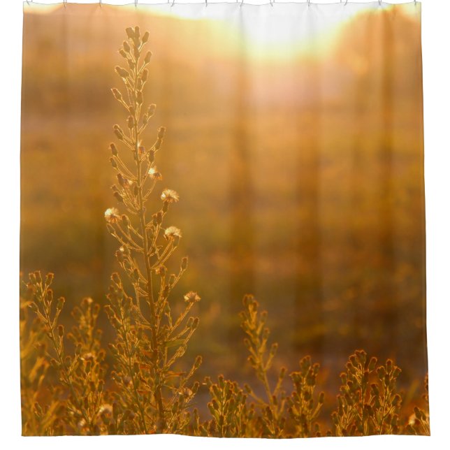 WARM SHOT OF MEADOW GRASS (Front)