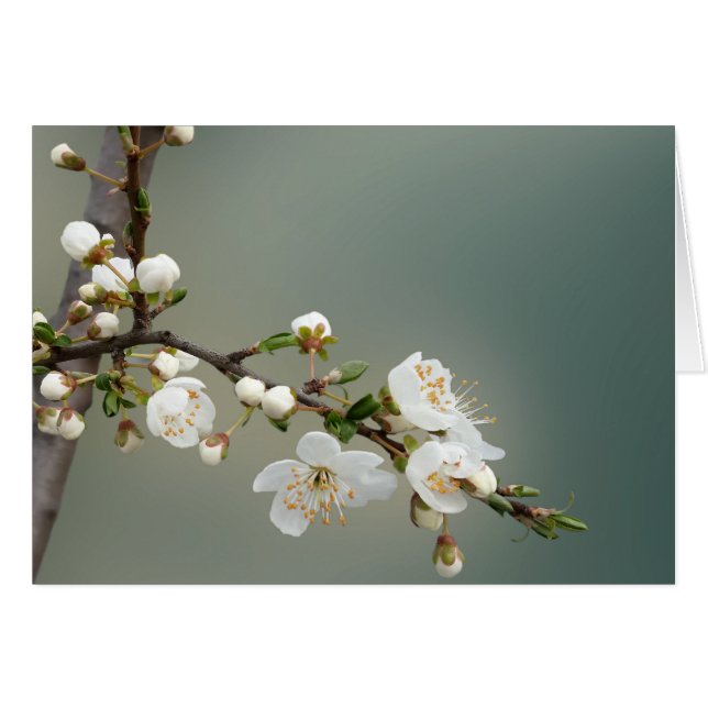 warm spring (Front Horizontal)