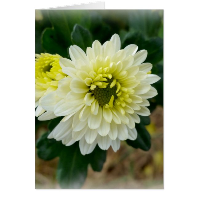 warm white of autumn (Front)