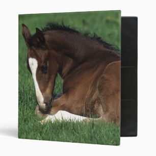 Warmblood Foal Laying Down Binder
