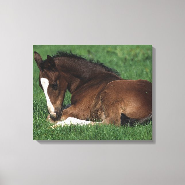 Warmblood Foal Laying Down Canvas Print (Front)