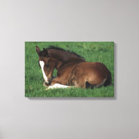 Warmblood Foal Laying Down