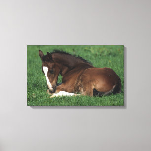 Warmblood Foal Laying Down Canvas Print