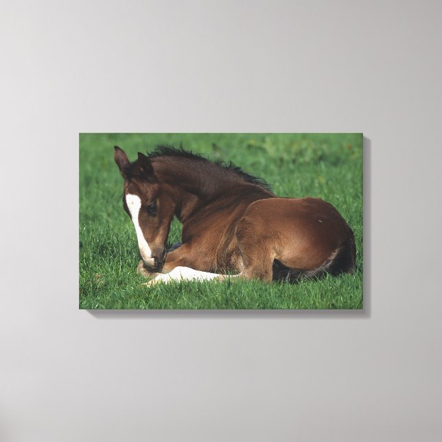 Warmblood Foal Laying Down Canvas Print (Front)
