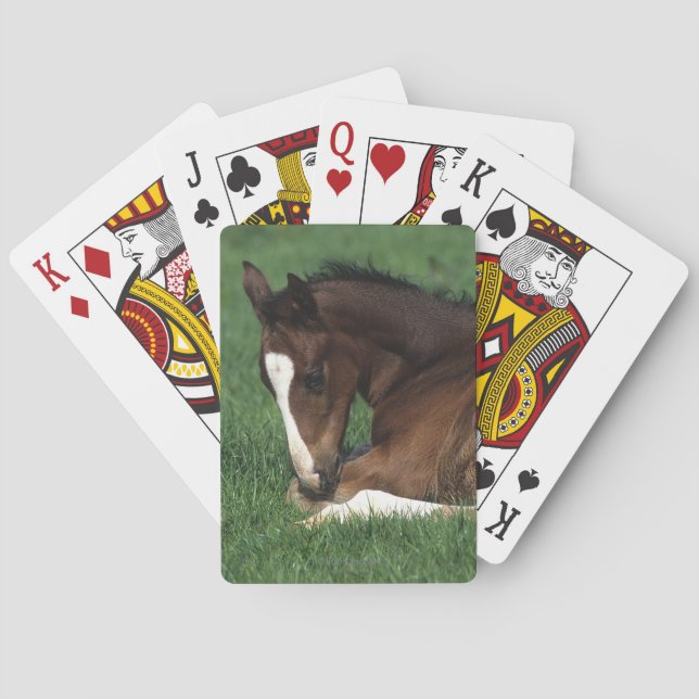 Warmblood Foal Laying Down Playing Cards (Back)