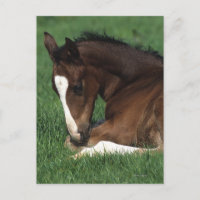 Warmblood Foal Laying Down