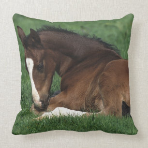 Warmblood Foal Laying Down Throw Pillow