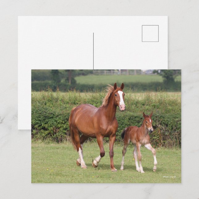 Warmblood Mare and Foal Walking Together Postcard (Front/Back)