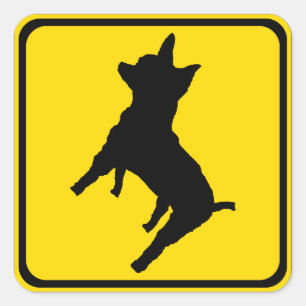 Warning - Chihuahua ahead! Square Sticker