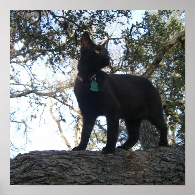 Warrior Cat Poster (Front)