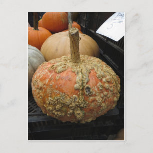 Warted Pumpkin Postcard