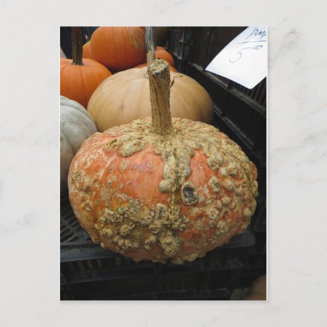 Warted Pumpkin Postcard (Front)
