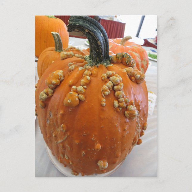 Warted Pumpkin Postcard (Front)