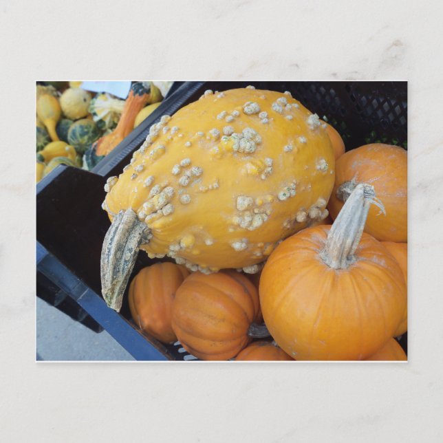 Warted Pumpkin Postcard (Front)