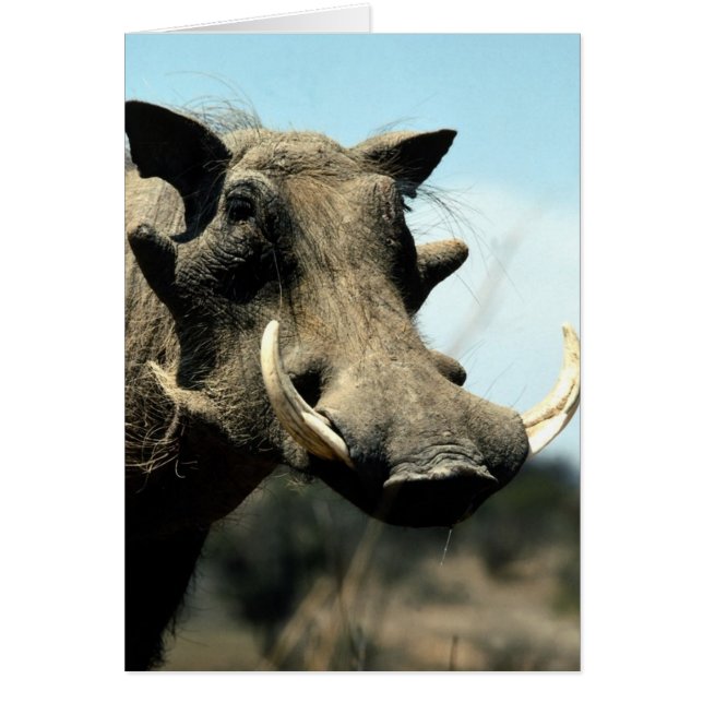 Warthog Close-Up (Front)