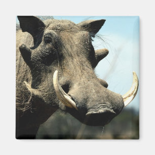 Warthog Close-Up Magnet